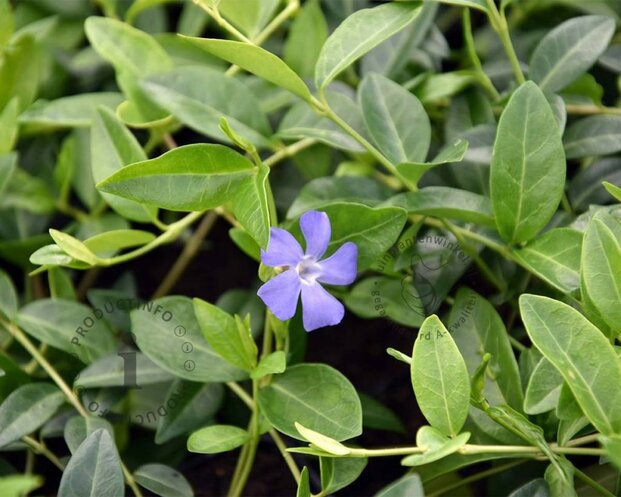 Vinca minor | Maagdenpalm