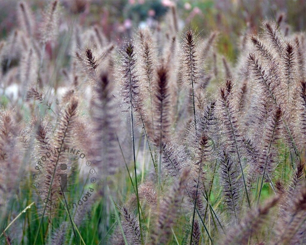 Pennisetum alopecuroides 'Hameln'