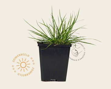 Pennisetum alopecuroides 'Hameln'