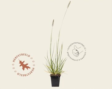 Pennisetum alopecuroides 'Hameln'