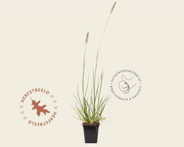 Pennisetum alopecuroides 'Hameln'