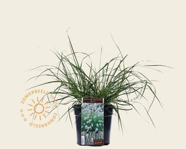 Pennisetum alopecuroides 'Hameln'