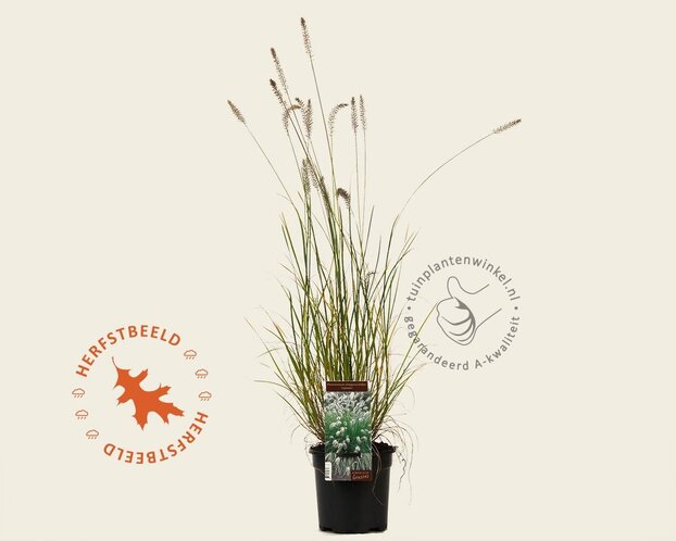 Pennisetum alopecuroides 'Hameln'