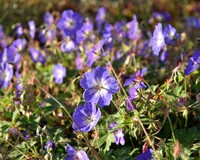 Geranium 'Rozanne'