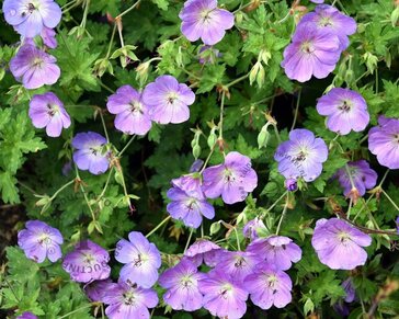 Geranium 'Rozanne'