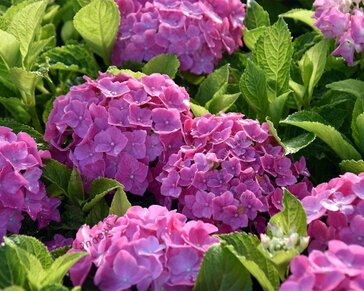 Hydrangea macrophylla 'Forever & Ever' (Roze)