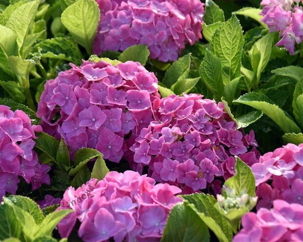 Hydrangea macrophylla 'Forever & Ever' (Roze)
