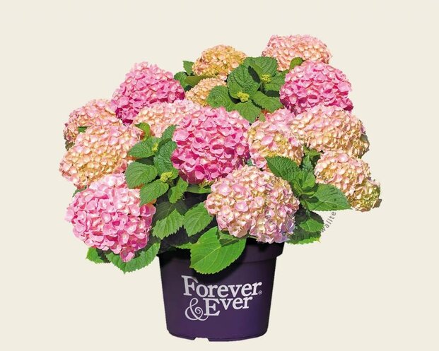 Hydrangea macrophylla 'Forever & Ever' (Roze)