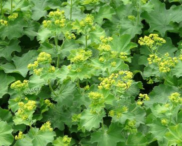 Alchemilla mollis
