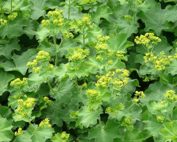 Alchemilla mollis