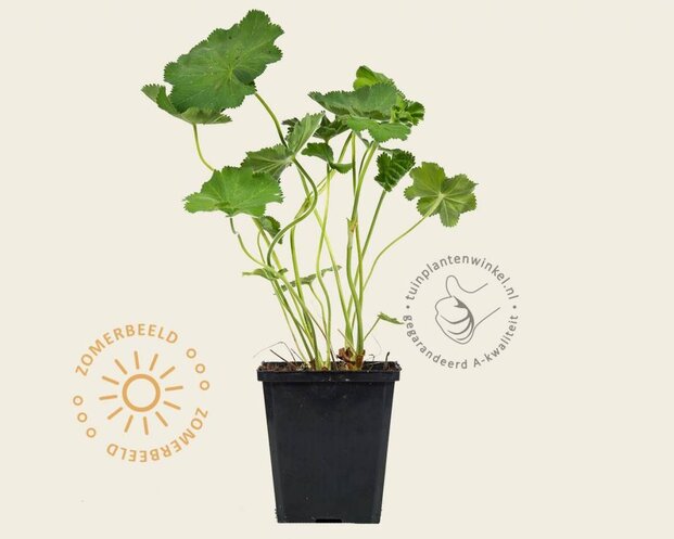 Alchemilla mollis