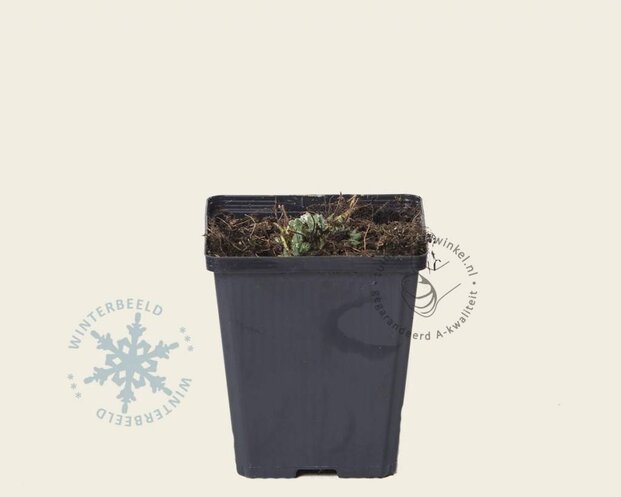 Alchemilla mollis