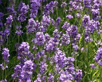 Lavandula angustifolia 'Munstead'