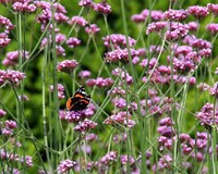 Verbena bonariensis