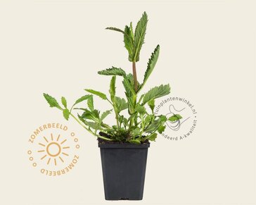 Verbena bonariensis