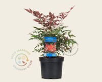 Nandina domestica 'Obsessed'