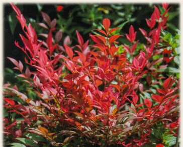 Nandina domestica 'Obsessed'