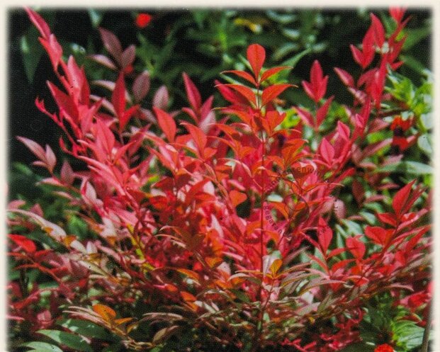 Nandina domestica 'Obsessed'