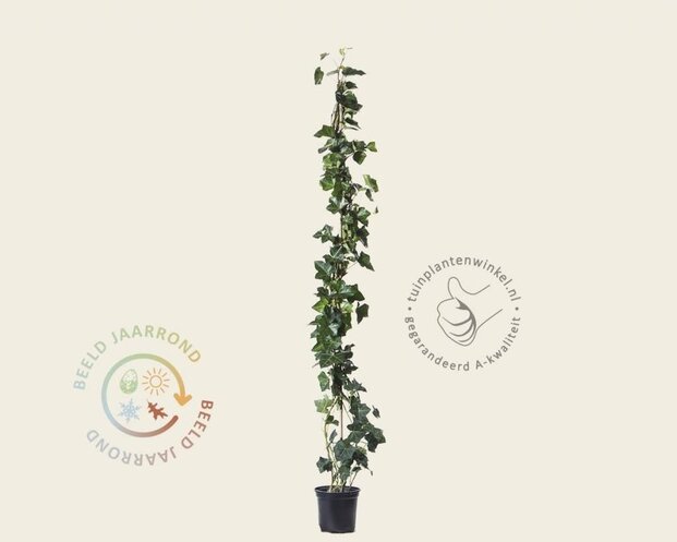 Hedera hibernica 80/100