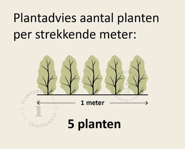 Hedera hibernica 80/100