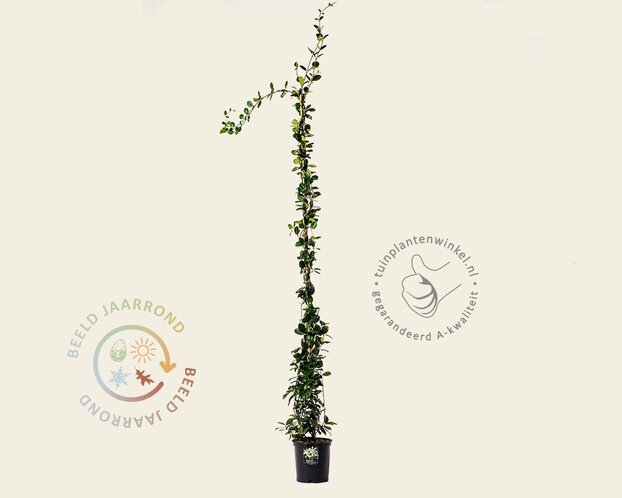 Trachelospermum jasminoides