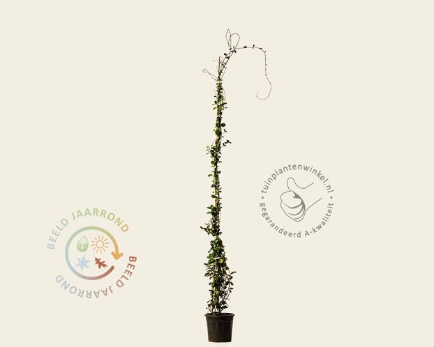 Trachelospermum jasminoides