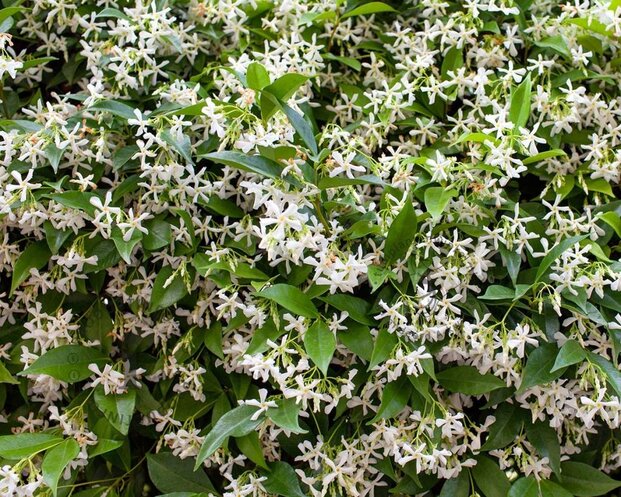 Trachelospermum jasminoides