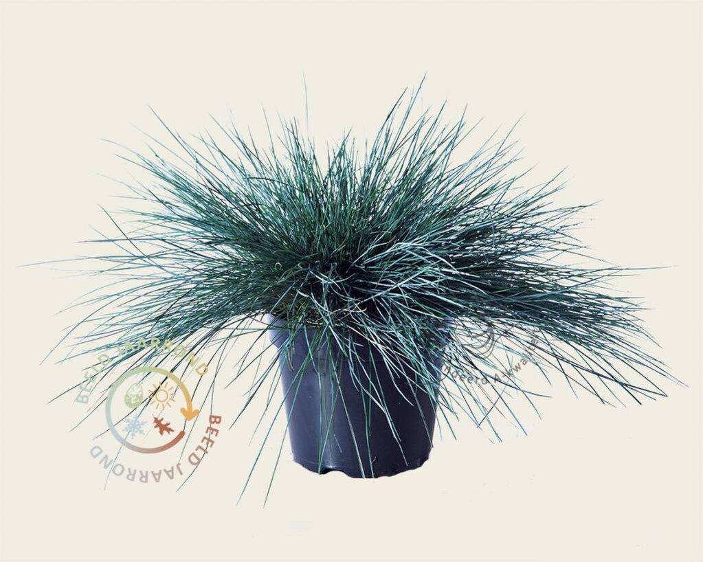 Festuca glauca 'Intense Blue'