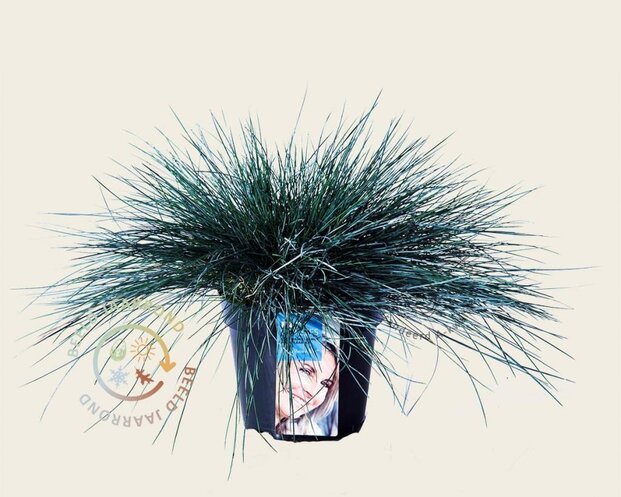 Festuca glauca 'Intense Blue'
