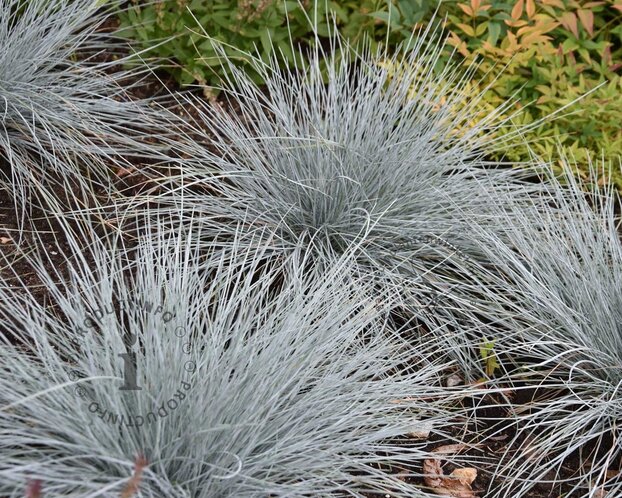 Festuca glauca 'Intense Blue'