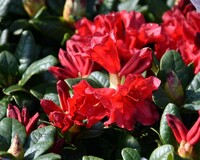 Rhododendron 'Scarlet Wonder'