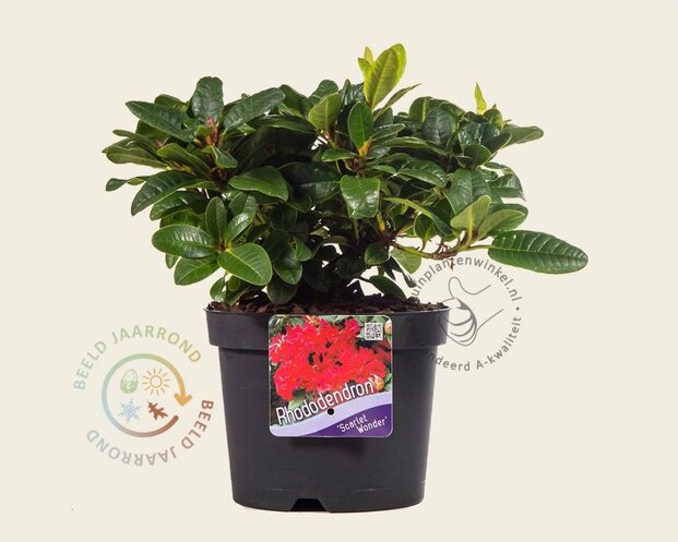 Rhododendron 'Scarlet Wonder'