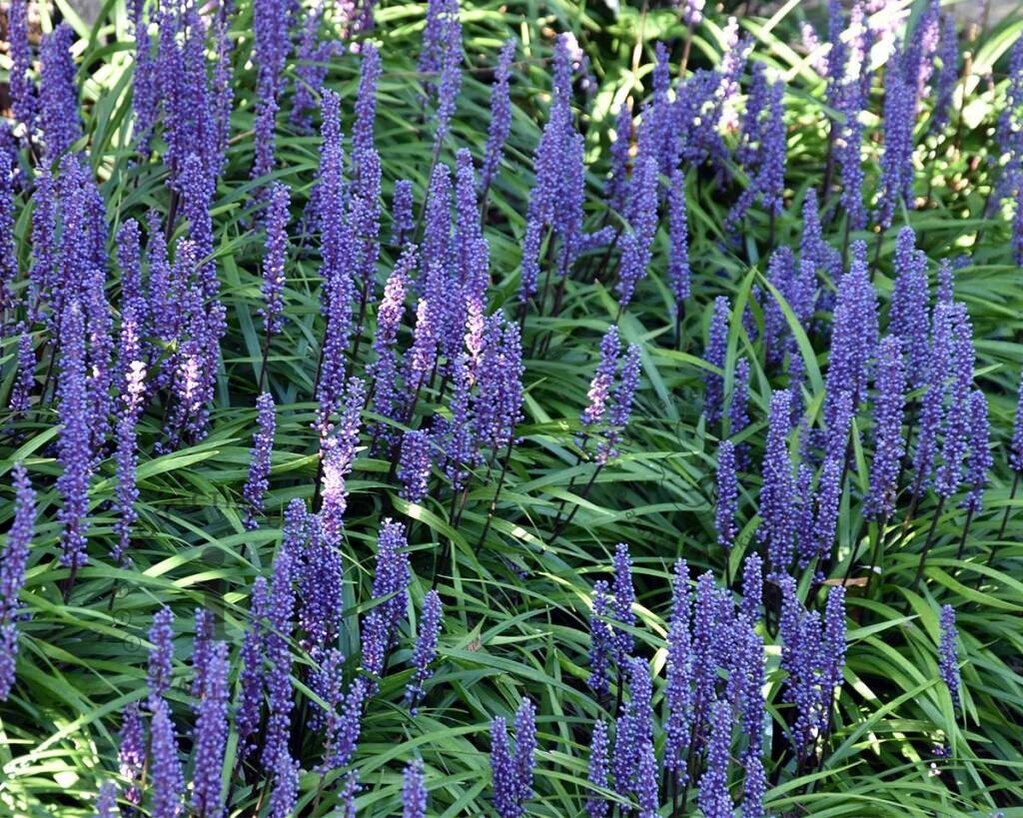 Liriope muscari 'Moneymaker'