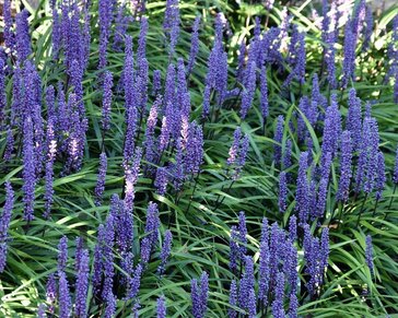 Liriope muscari 'Moneymaker'