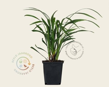 Liriope muscari 'Moneymaker'