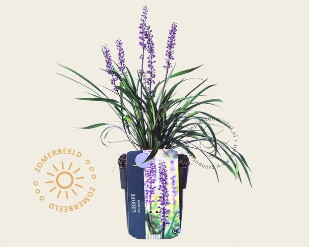 Liriope muscari 'Moneymaker'