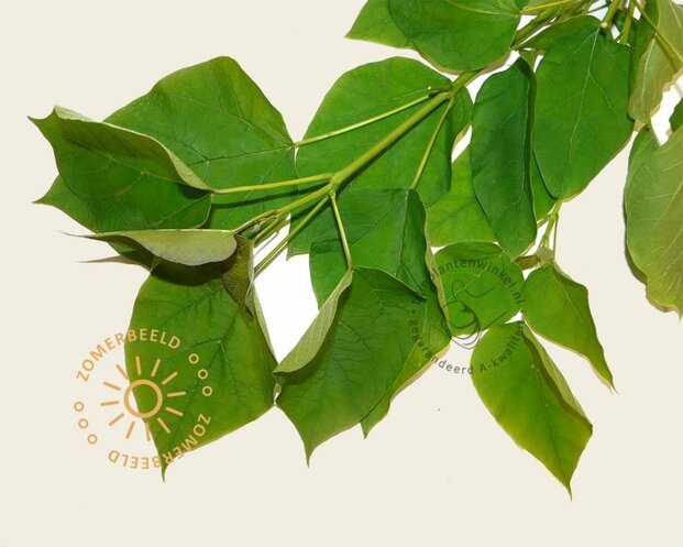 Catalpa bignonioides 'Nana' - 180 cm stam