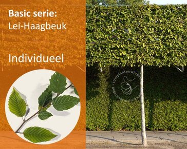 Lei-Haagbeuk - Basic - individueel geen extra's
