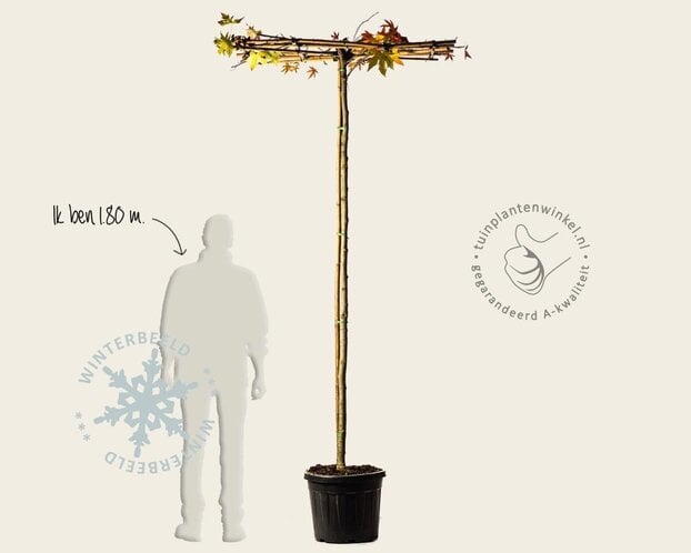Dakamberboom