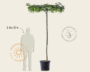 Dakamberboom