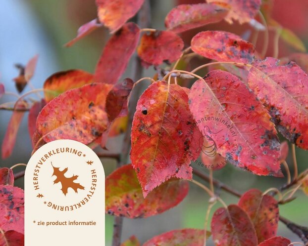 Amelanchier arborea 'Robin Hill'