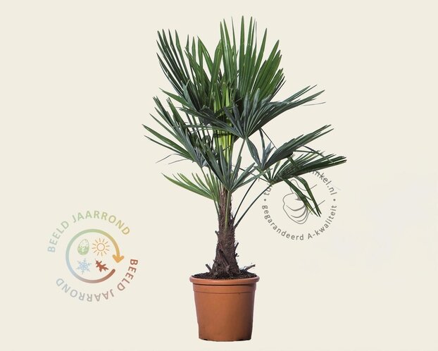 Trachycarpus fortunei