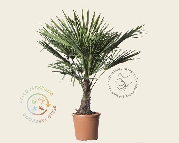 Trachycarpus fortunei