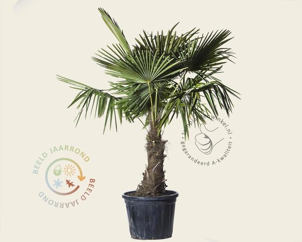 Trachycarpus fortunei