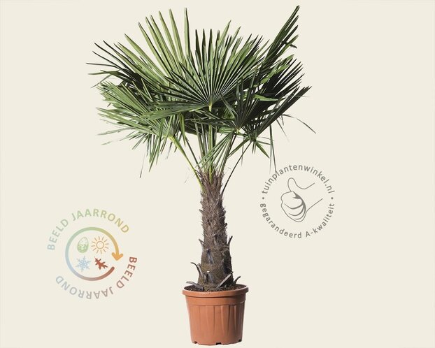 Trachycarpus fortunei