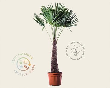 Trachycarpus fortunei
