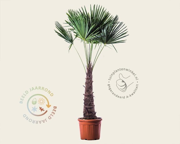 Trachycarpus fortunei
