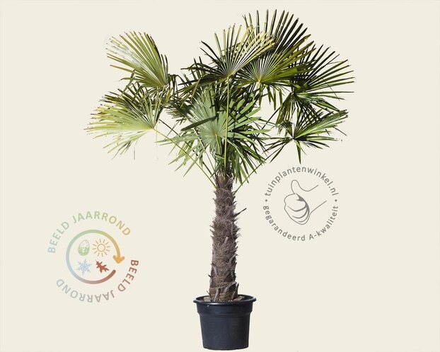 Trachycarpus fortunei