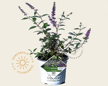 Buddleja davidii 'Blue Chip'