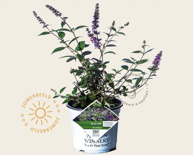 Buddleja davidii 'Blue Chip'